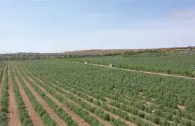 开元棋牌电脑版-九极战神百度百科女主